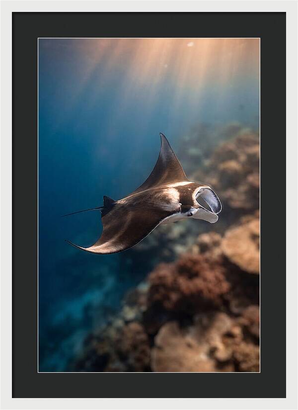 Manta Ray Gliding Through Ocean Depths