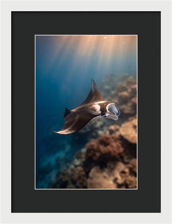 Manta Ray Gliding Through Ocean Depths
