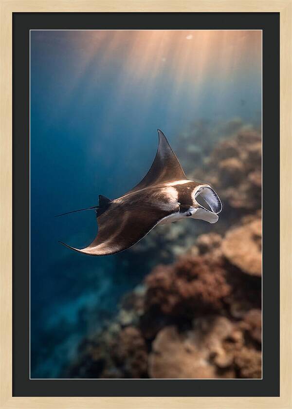 Manta Ray Gliding Through Ocean Depths