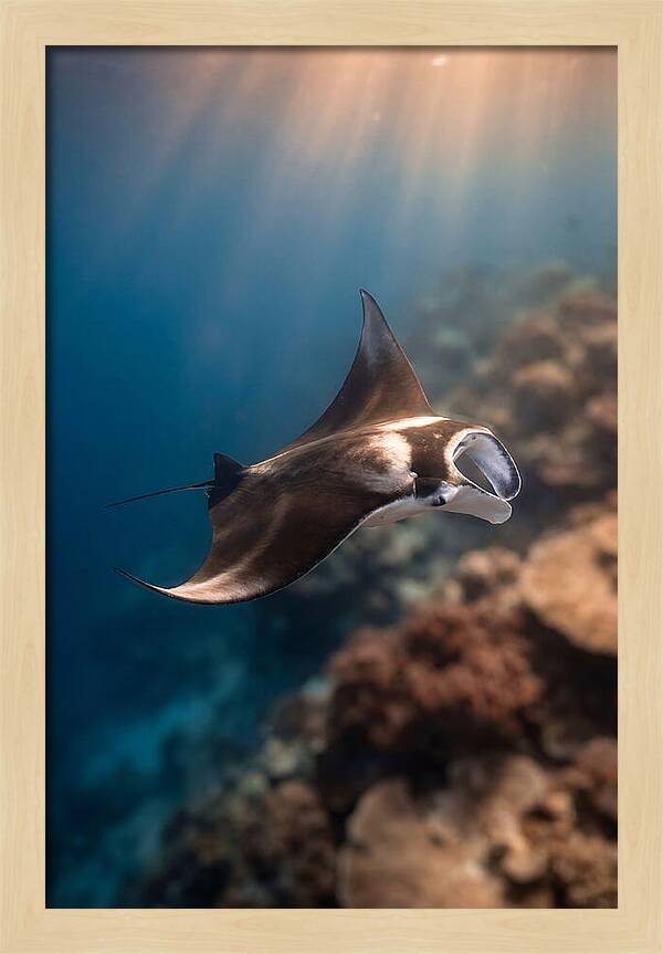 Manta Ray Gliding Through Ocean Depths