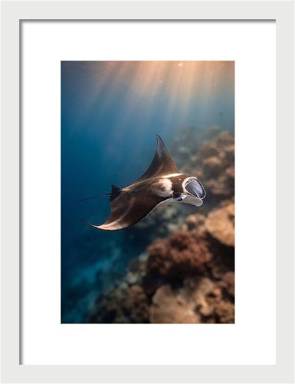 Manta Ray Gliding Through Ocean Depths