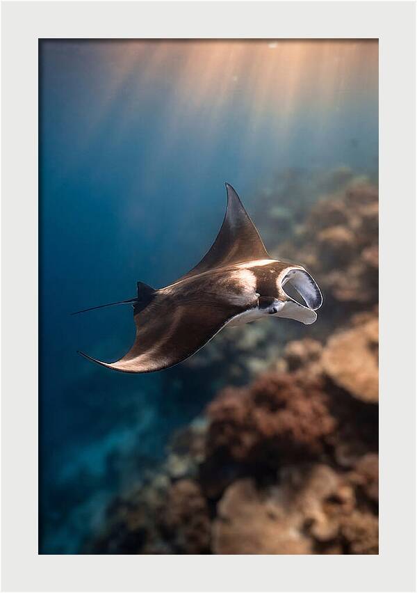 Manta Ray Gliding Through Ocean Depths