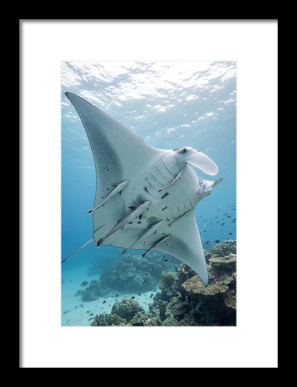 Manta Ray Gliding Through Water