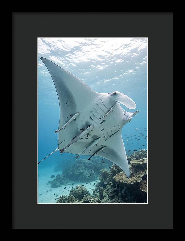 Manta Ray Gliding Through Water