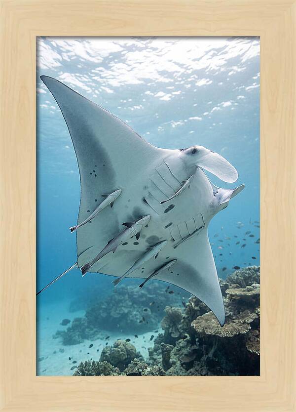 Manta Ray Gliding Through Water