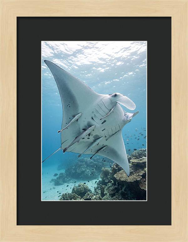 Manta Ray Gliding Through Water