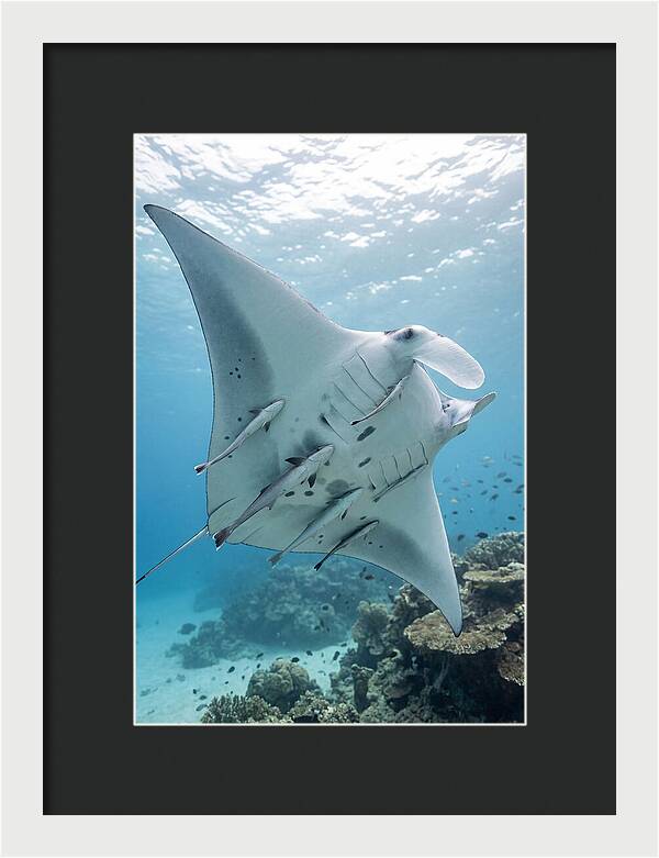 Manta Ray Gliding Through Water
