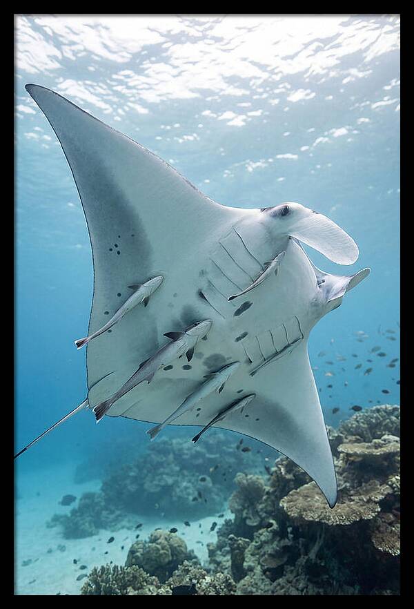 Manta Ray Gliding Through Water