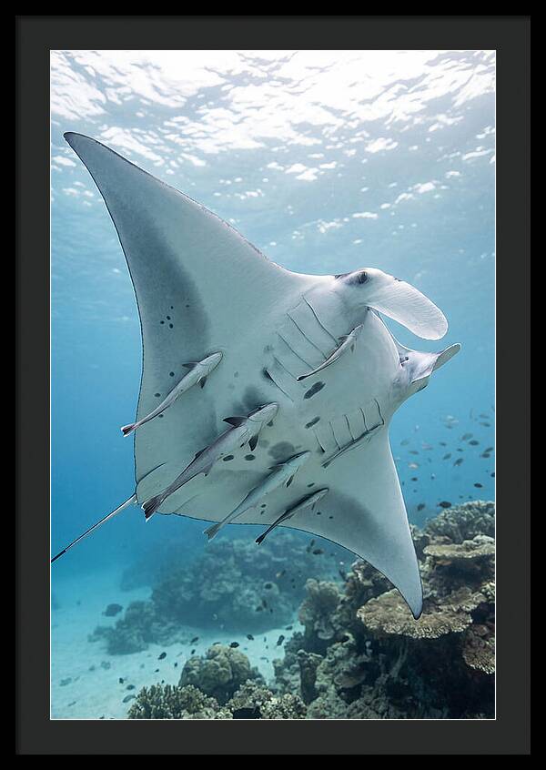 Manta Ray Gliding Through Water