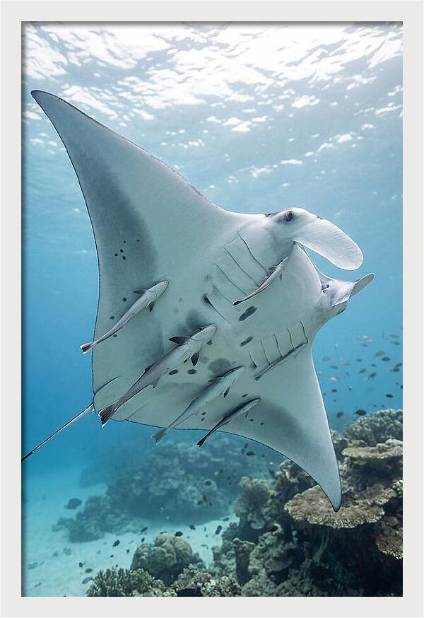 Manta Ray Gliding Through Water