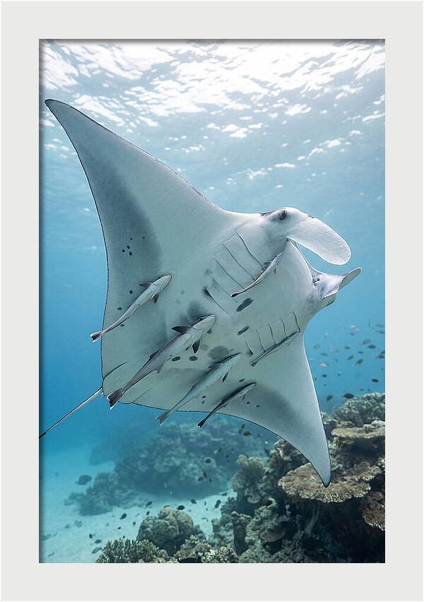 Manta Ray Gliding Through Water