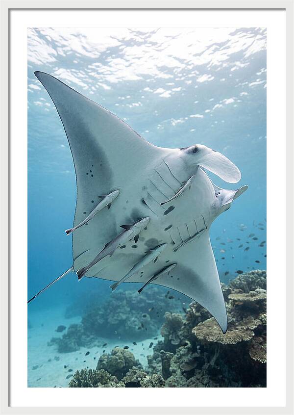 Manta Ray Gliding Through Water