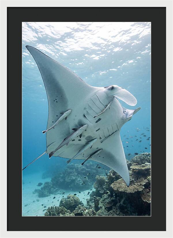 Manta Ray Gliding Through Water