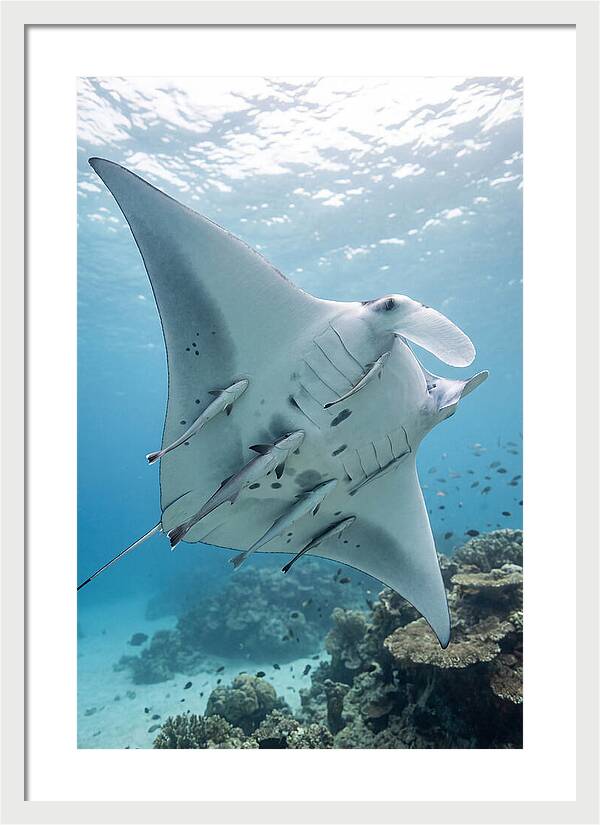 Manta Ray Gliding Through Water