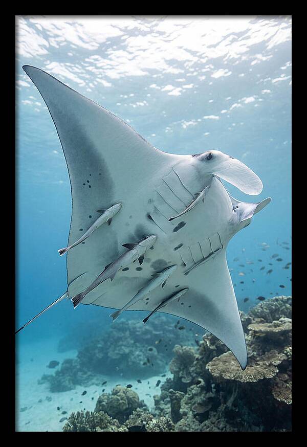 Manta Ray Gliding Through Water