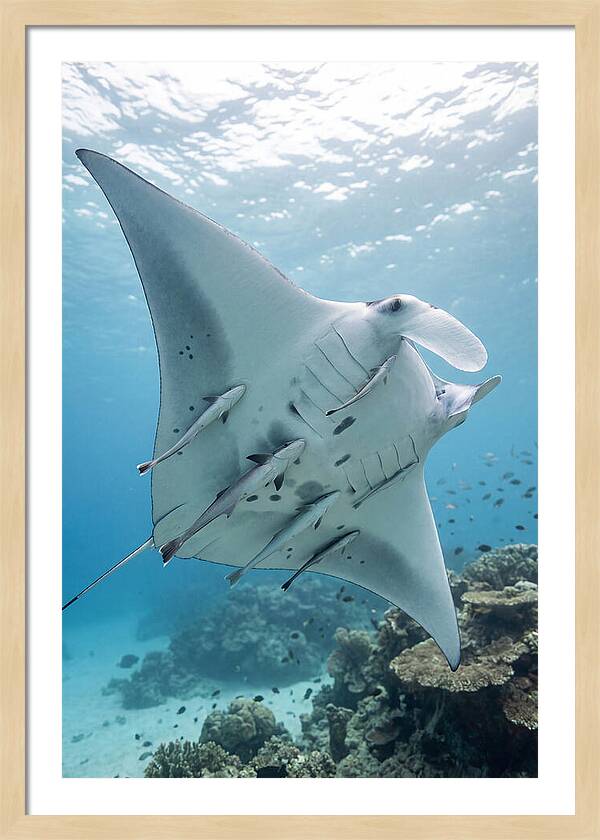 Manta Ray Gliding Through Water
