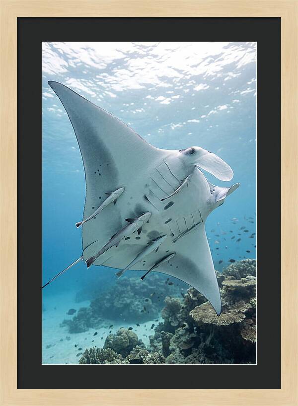 Manta Ray Gliding Through Water