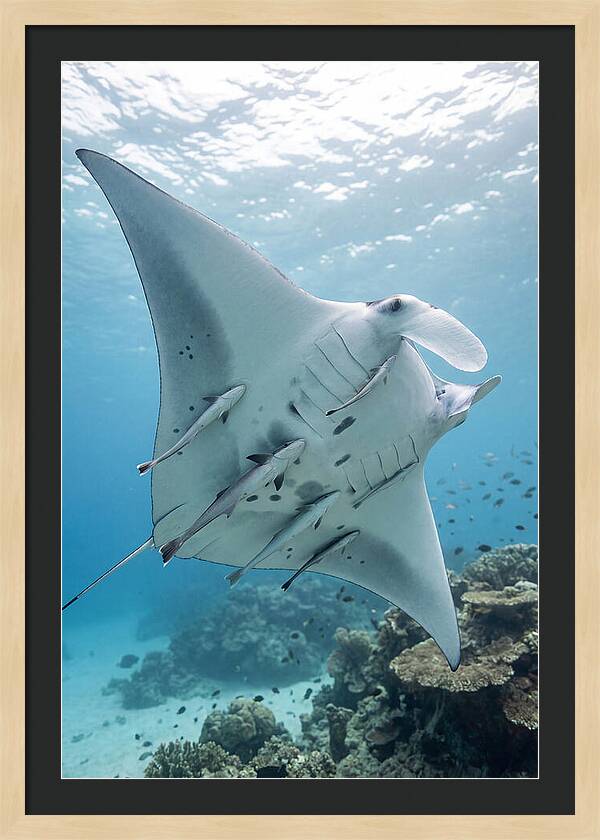 Manta Ray Gliding Through Water