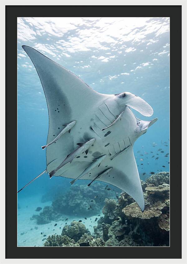 Manta Ray Gliding Through Water