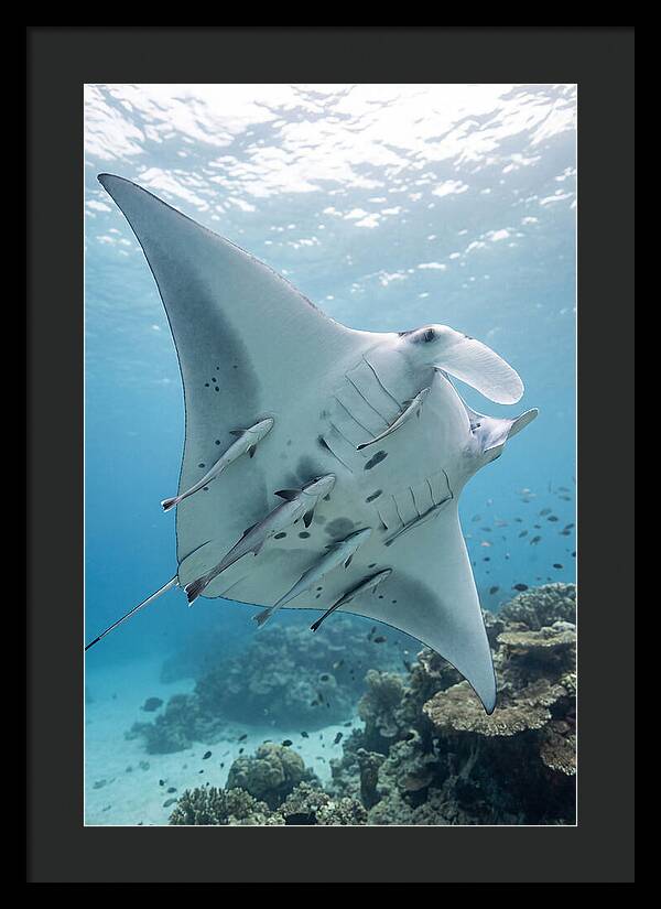 Manta Ray Gliding Through Water