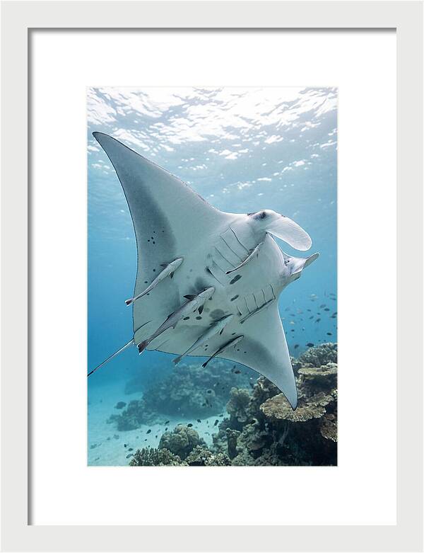 Manta Ray Gliding Through Water