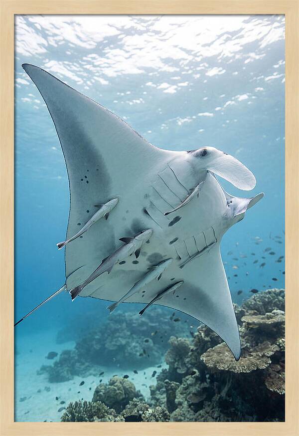 Manta Ray Gliding Through Water