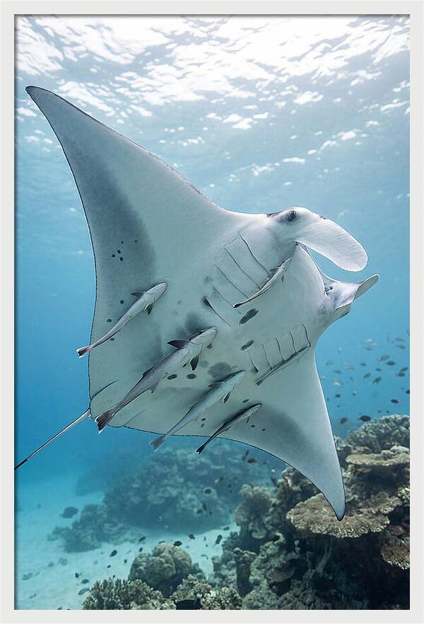 Manta Ray Gliding Through Water