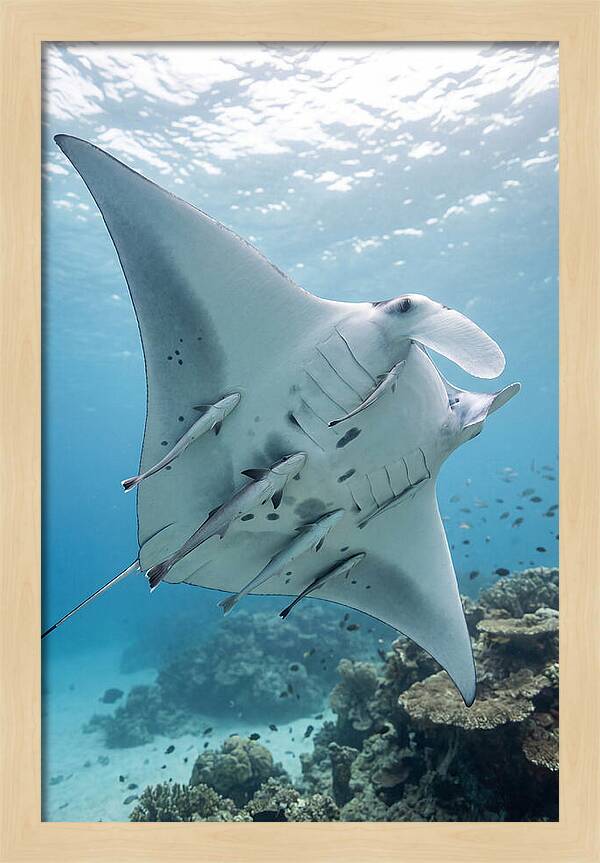 Manta Ray Gliding Through Water