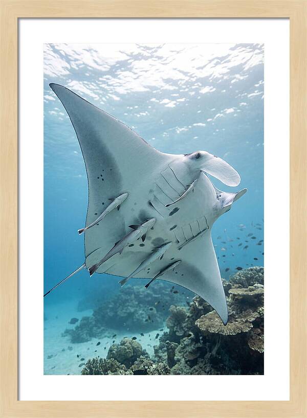 Manta Ray Gliding Through Water