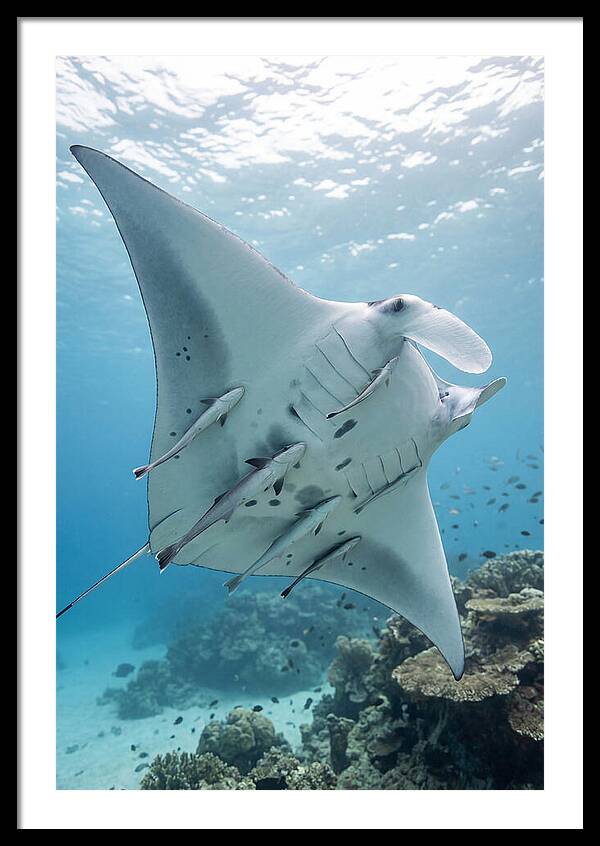 Manta Ray Gliding Through Water