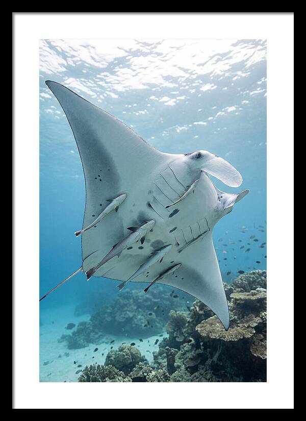 Manta Ray Gliding Through Water