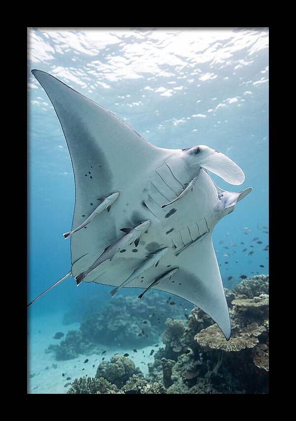 Manta Ray Gliding Through Water