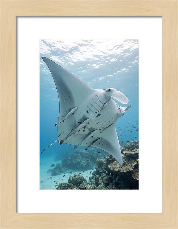 Manta Ray Gliding Through Water