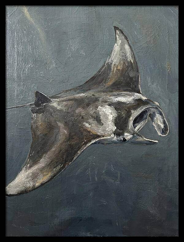 Manta Ray Gliding Through Water