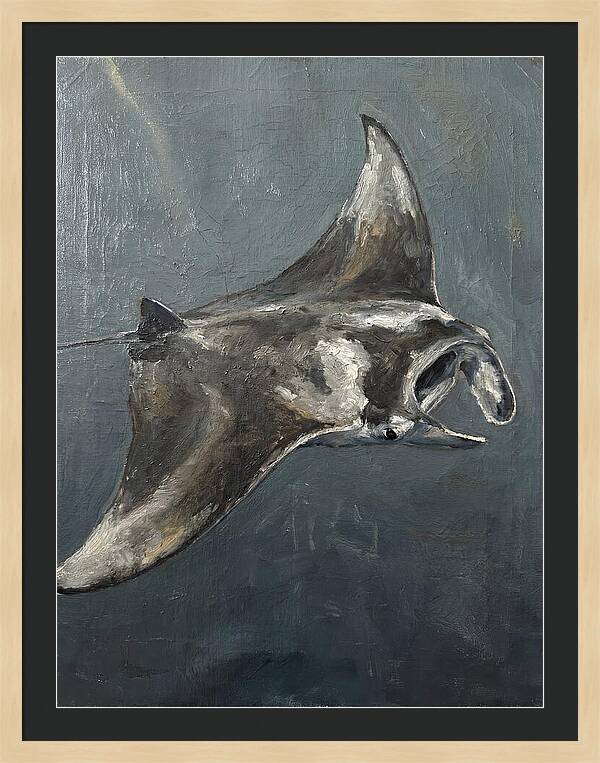 Manta Ray Gliding Through Water