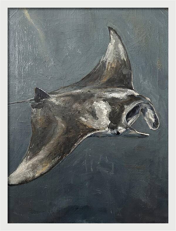 Manta Ray Gliding Through Water