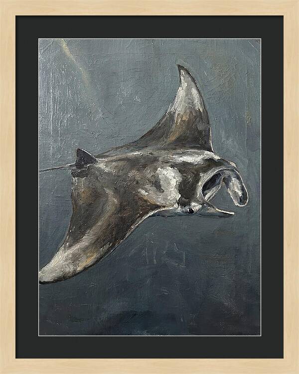 Manta Ray Gliding Through Water