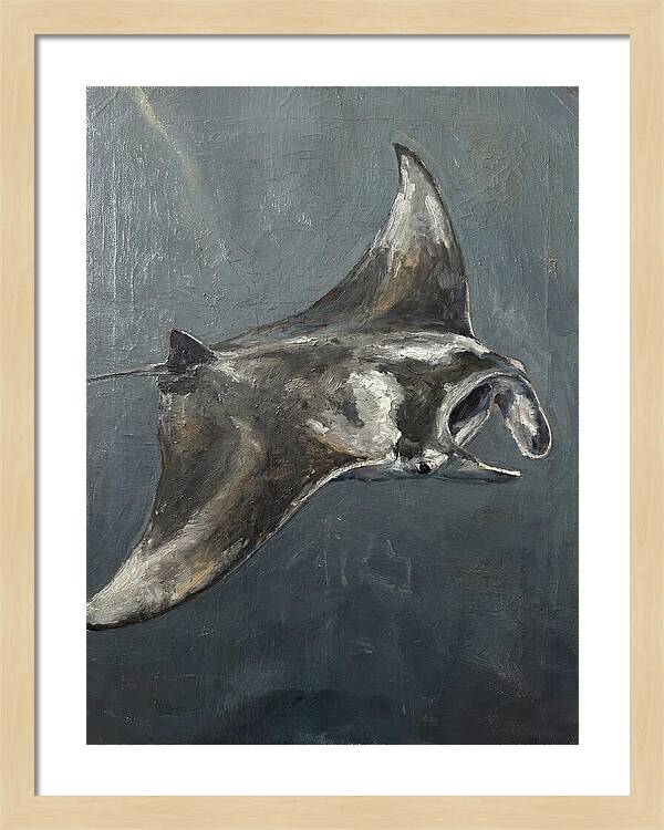 Manta Ray Gliding Through Water