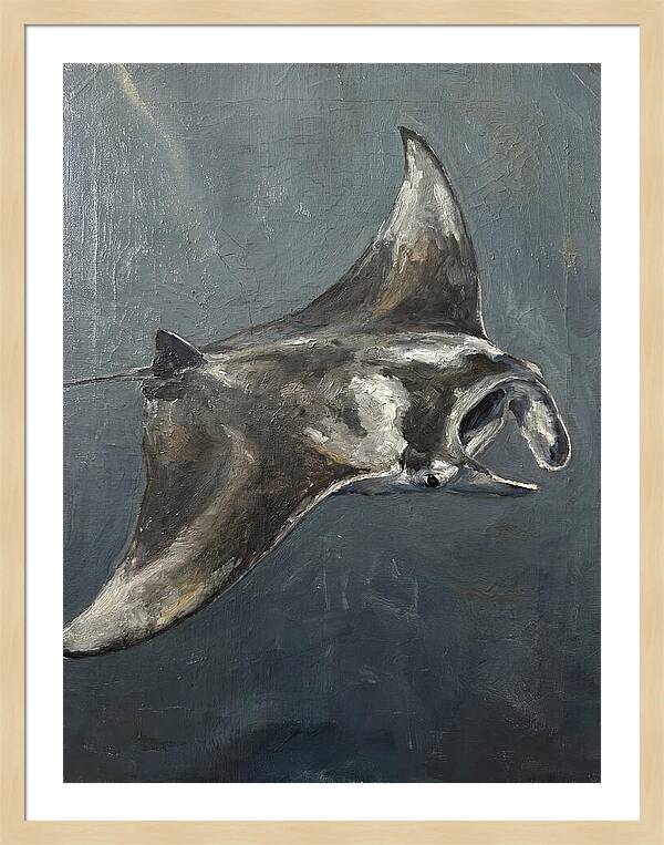 Manta Ray Gliding Through Water