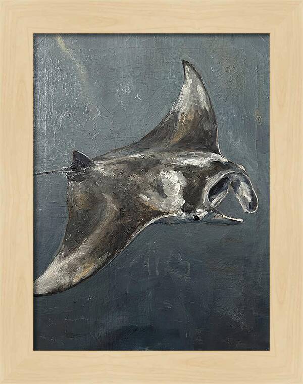 Manta Ray Gliding Through Water