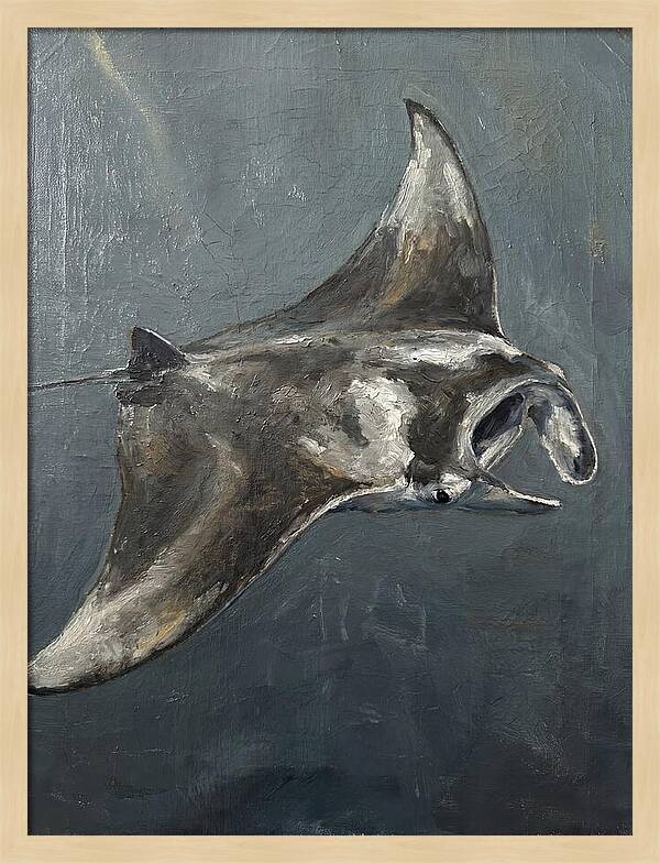 Manta Ray Gliding Through Water