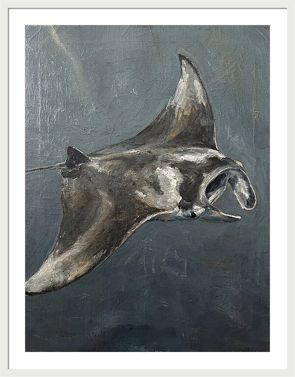 Manta Ray Gliding Through Water