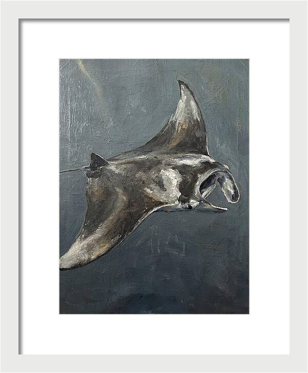 Manta Ray Gliding Through Water