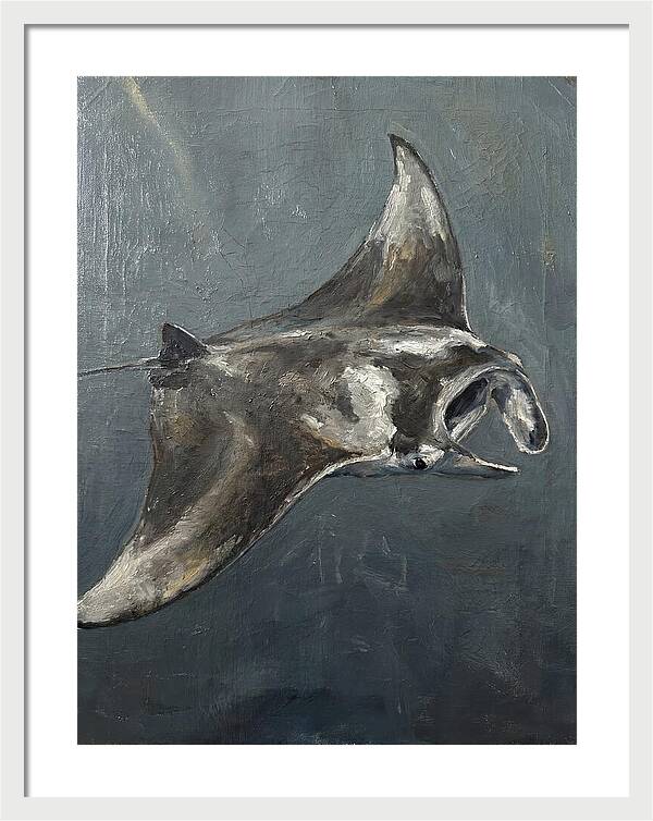 Manta Ray Gliding Through Water