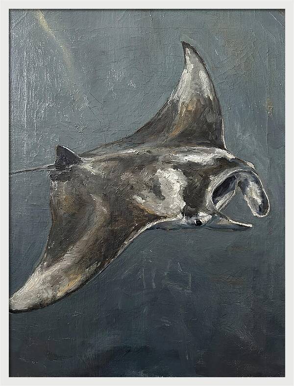 Manta Ray Gliding Through Water