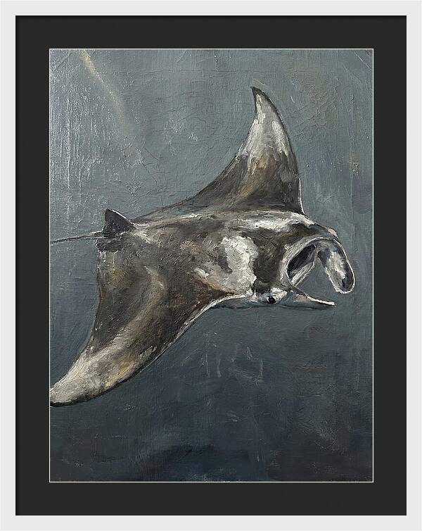 Manta Ray Gliding Through Water