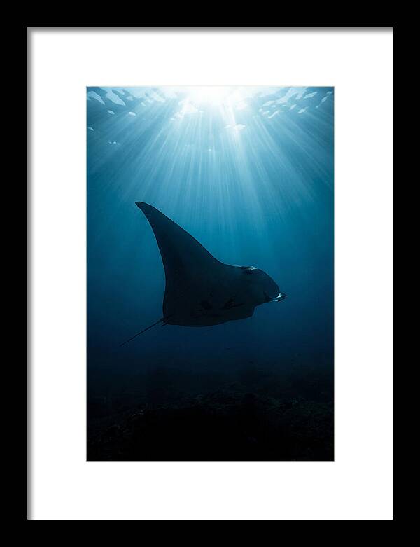 Manta Ray Silhouette