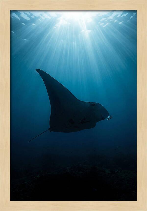 Manta Ray Silhouette