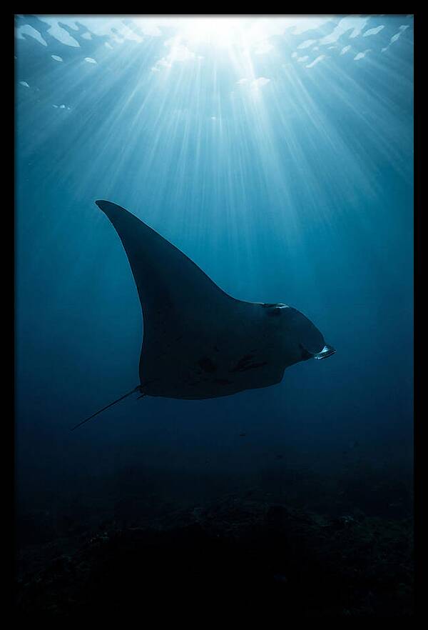 Manta Ray Silhouette