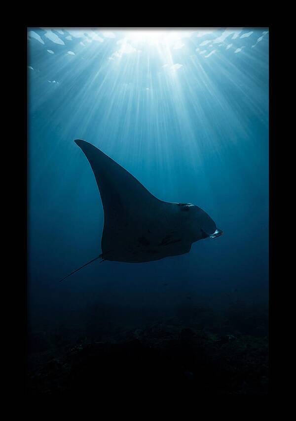 Manta Ray Silhouette